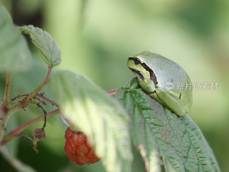 欧洲树蛙(Hyla arborea)(校正)